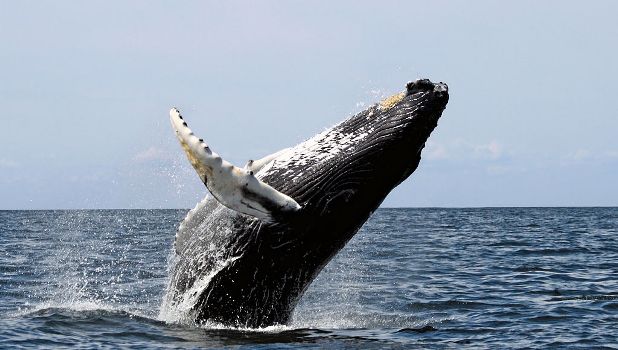 Humpback Whales can be seen Breaching from Hawaiian shores